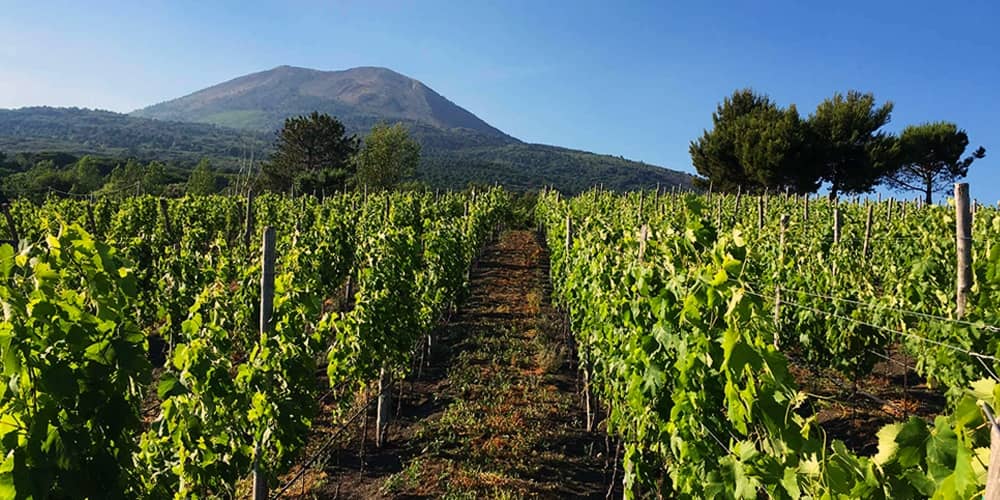 The Caprettone: a wine from Vesuvius, prince of white wines
